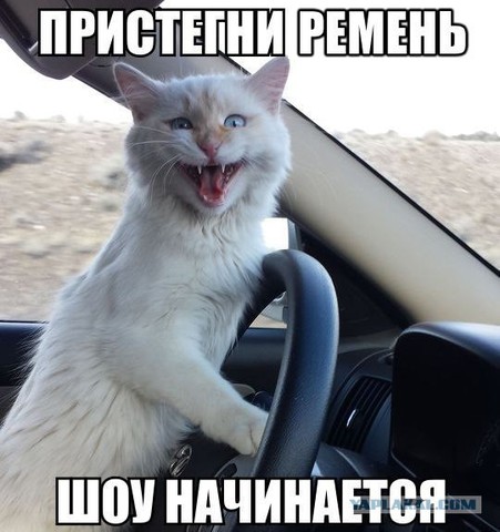 cat driver.jpg